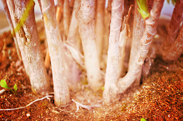 Image showing Close up portrait of Natural Autumn tree