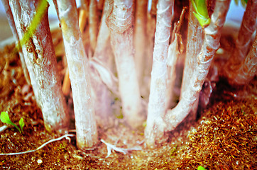 Image showing Close up portrait of Natural Autumn tree