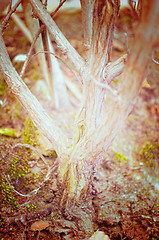 Image showing Close up portrait of Natural Autumn tree