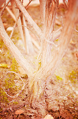 Image showing Close up portrait of Natural Autumn tree