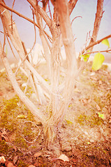 Image showing Close up portrait of Natural Autumn tree