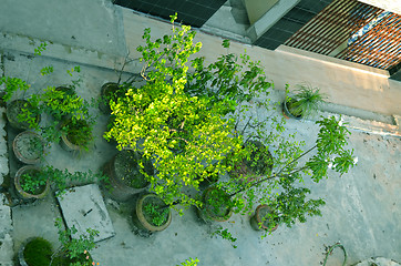 Image showing Garden in house