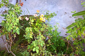 Image showing Garden in house