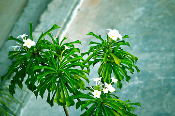 Image showing Flower tree