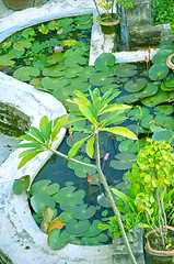 Image showing Garden in house