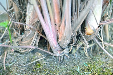 Image showing Close-Up Of green Tree