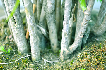 Image showing Close-Up Of green Tree