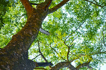 Image showing Close-Up Of green Tree