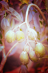 Image showing Olives in natural branch