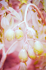 Image showing Olives in natural branch