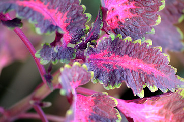 Image showing Colorful leaf