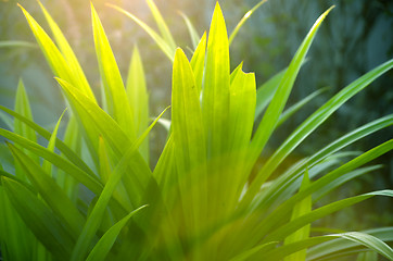 Image showing Green grass leaf