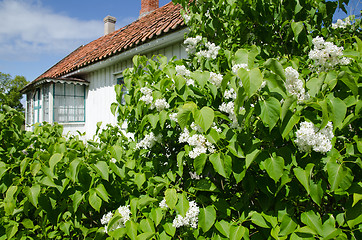 Image showing Blossom white lilacs