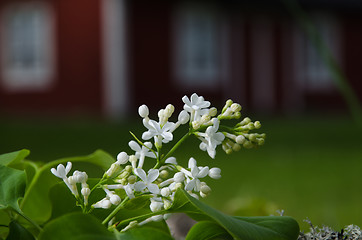 Image showing White lilacs flowers