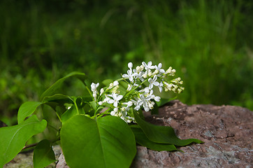 Image showing Branch of white lilacs