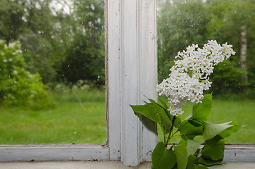 Image showing White lilacs window decoration