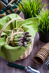 Image showing Fresh green asparagus with garden tools