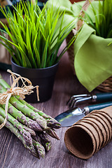 Image showing Fresh green asparagus with garden tools