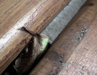 Image showing Dried leaf