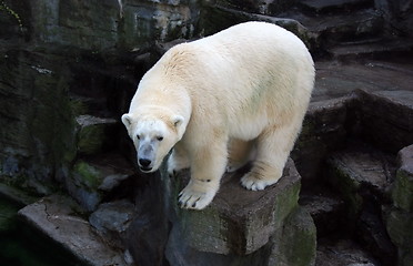 Image showing Polar bear