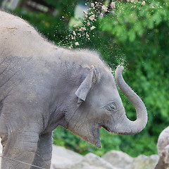 Image showing Baby elephant playing