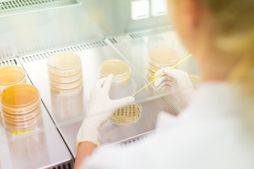 Image showing Life science researcher grafting bacteria.