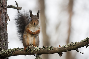 Image showing squirrel in tree