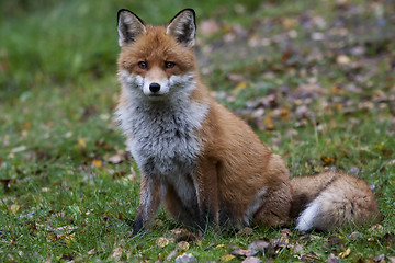 Image showing fox lady