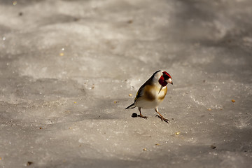 Image showing goldfinch