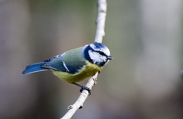 Image showing blue tit