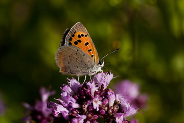 Image showing common copper