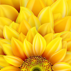 Image showing Sunflower realistic illustration. EPS 10