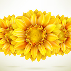 Image showing Sunflower on white background. EPS 10