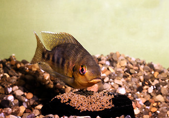Image showing Mary's cichlid female protecting eggs, Tilapia mariae
