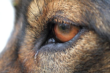 Image showing dog eye detail