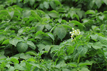 Image showing potato plant background