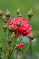 Image showing red rose on the green background