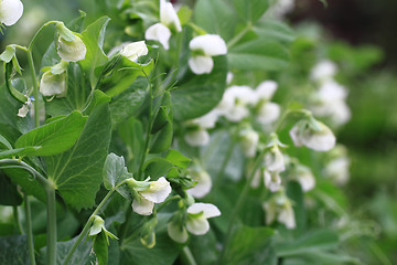 Image showing pea plant with flowers background