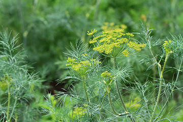 Image showing dill plant and flower