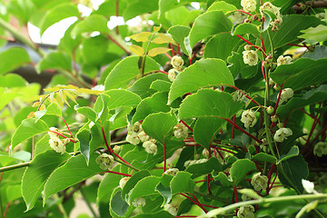 Image showing kiwi flowers and plant (actinidia)