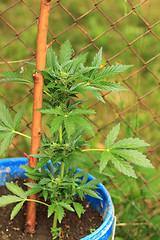 Image showing marijuana plant