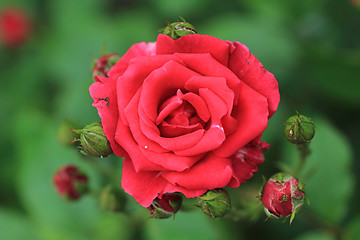 Image showing red rose on the green background