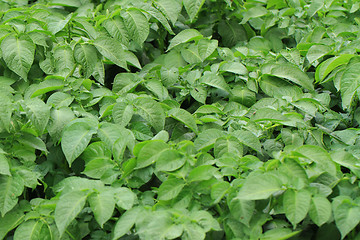 Image showing potato plant background