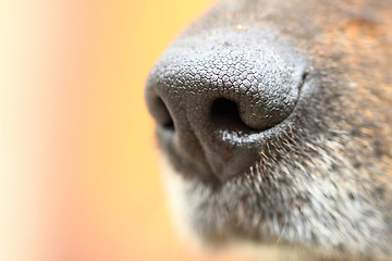 Image showing detail of dog nose