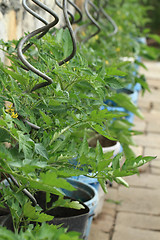 Image showing tomato plant with flowers