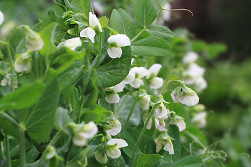 Image showing pea plant with flowers background