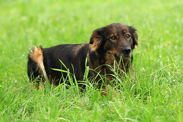 Image showing dog resting in the grass