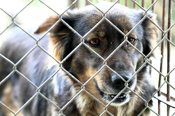 Image showing dog in the cage 