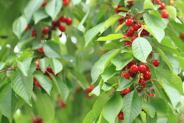 Image showing cherries tree with fruits