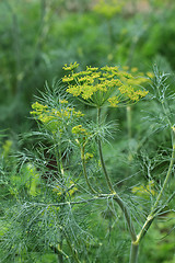 Image showing dill plant and flower